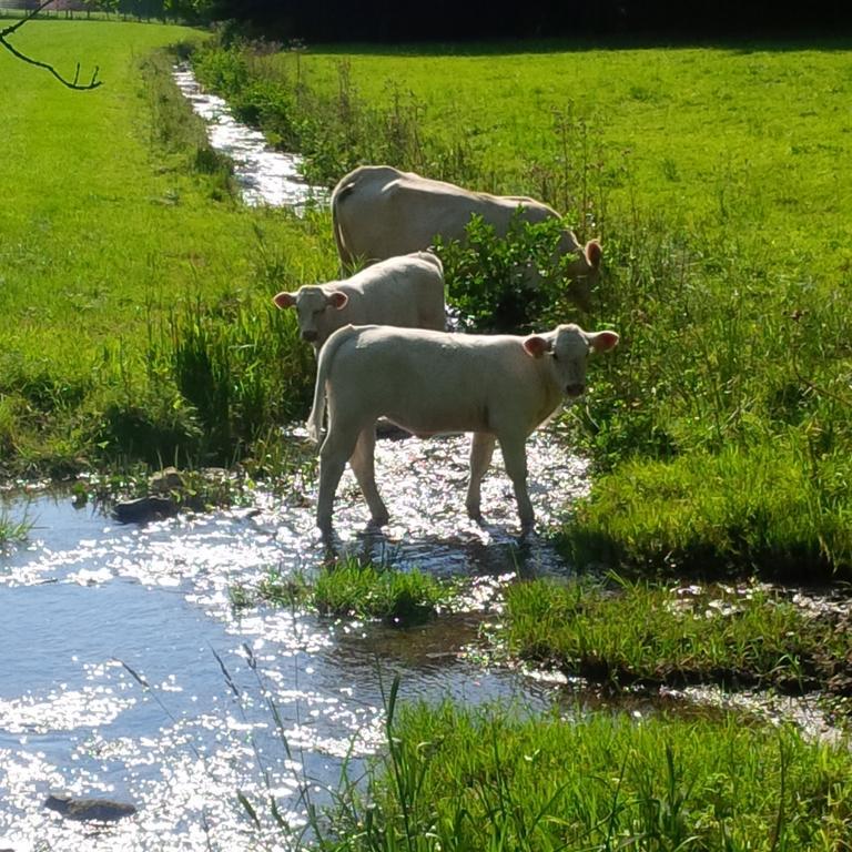 Ferienwohnung Kraehling Schmallenberg Dış mekan fotoğraf